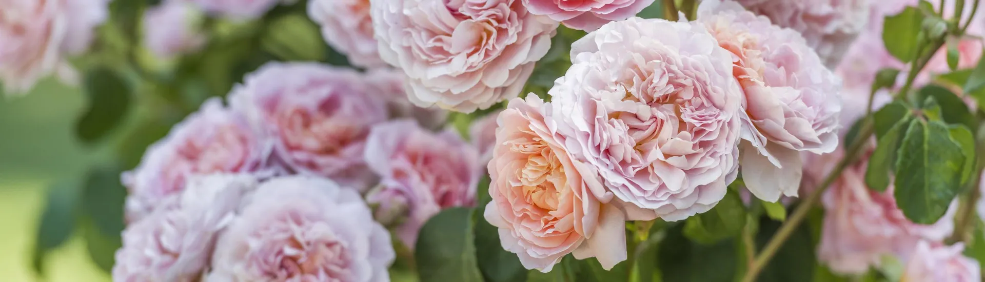 Workshop - David Austin Rose Pruning David Austin Rose Pruning Masterclass